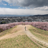 ライオンズの夢が生んだ 信州の桜の名所