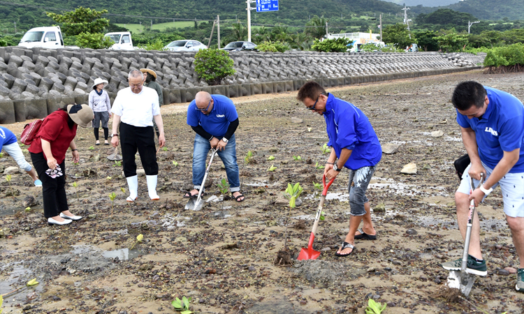 石垣島の名蔵湾でマングローブを植樹