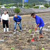 石垣島の名蔵湾でマングローブを植樹