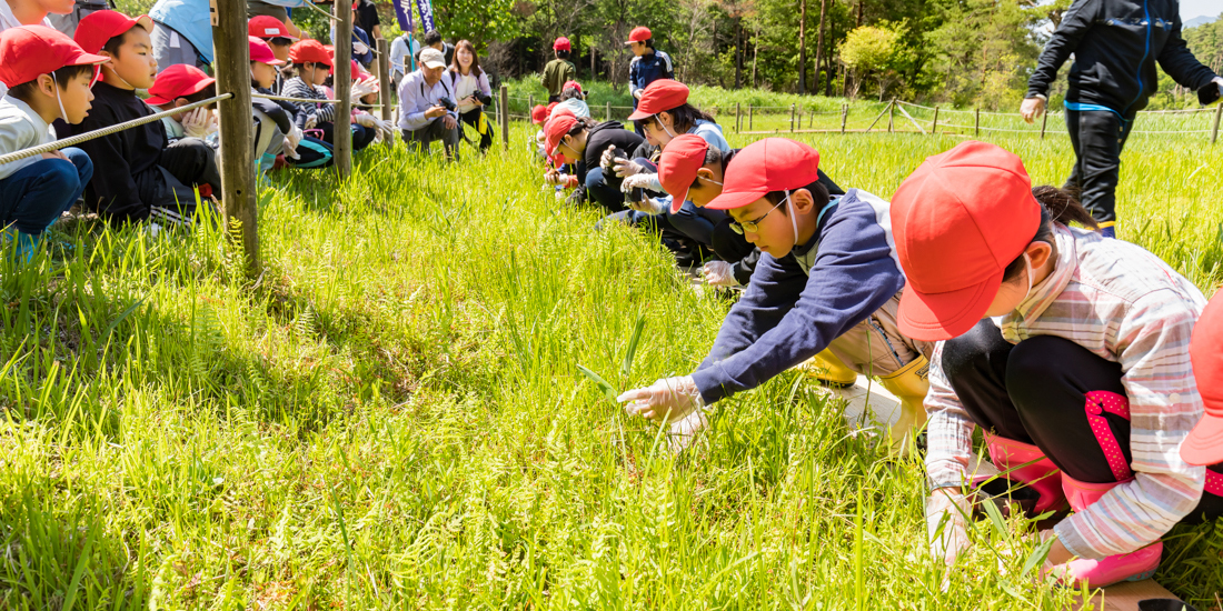 野生絶滅のサギソウを小学生と植え付け