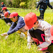 野生絶滅のサギソウを小学生と植え付け