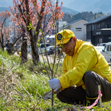 輪島を緑にあふれた町に 計100本の桜の植樹