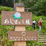 クラブの作った観光地 あじさい坂景観保全活動