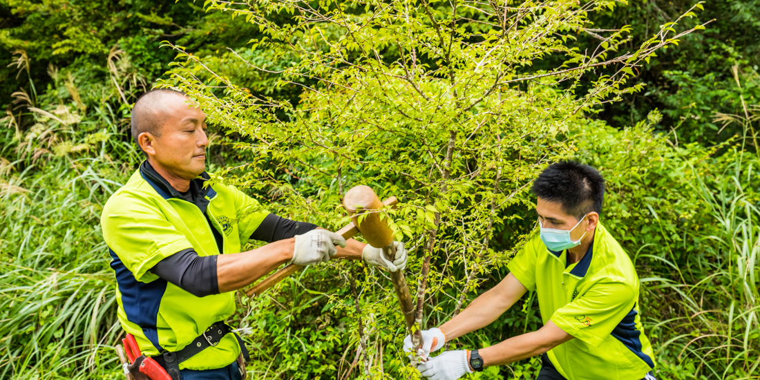 ふじ山夢ロードに植樹した桜ともみじの維持作業