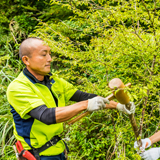 ふじ山夢ロードに植樹した桜ともみじの維持作業