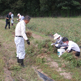 楽しくておいしい落花生の栽培･収穫事業