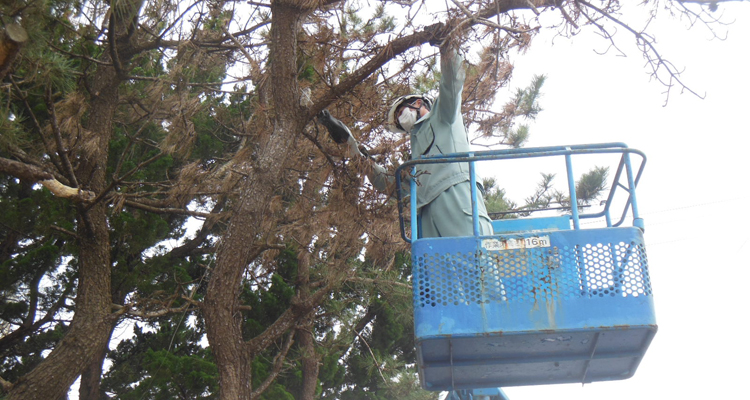 ライオンズ公園で松くい虫被害木を伐採