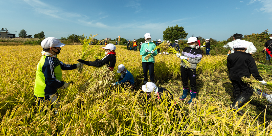 田んぼいっぱいの稲を刈る大野小学校食育事業