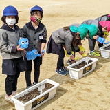 園児が育てた花で動物園を飾ろう