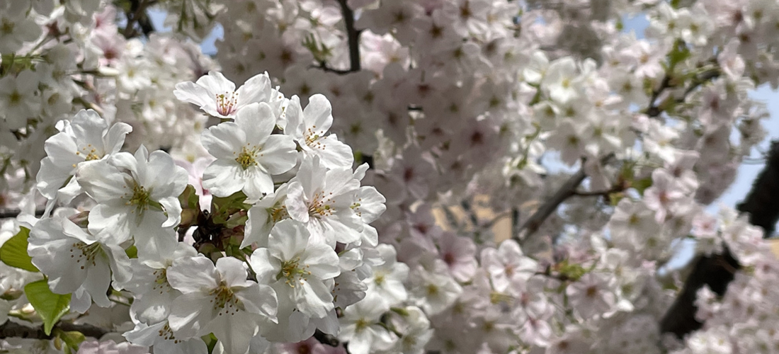 ライオンズが植え守る桜の名所・東日本編