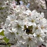 ライオンズが植え守る桜の名所・東日本編