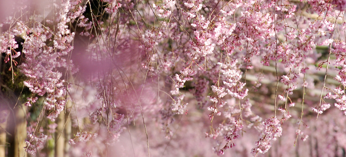 ライオンズが植え守る桜の名所・西日本編