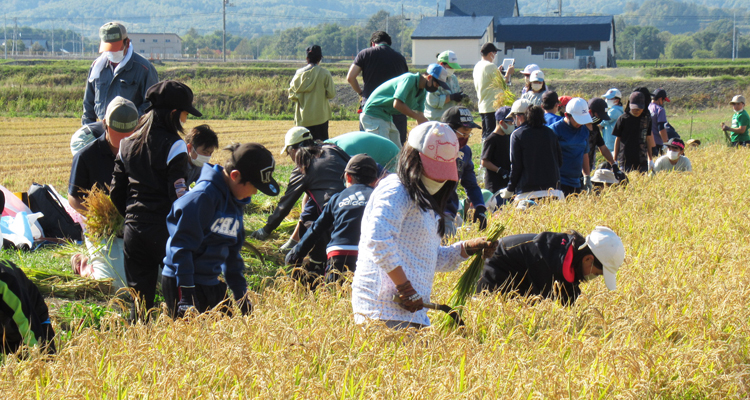 収穫の苦労と喜びを知る 稲刈り体験