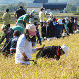 収穫の苦労と喜びを知る 稲刈り体験