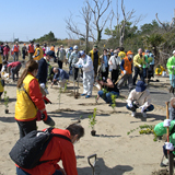 地区の植樹プロジェクトで海岸保安林の再生を