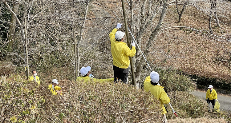 花見前の公園清掃と桜の病害防除