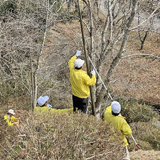 花見前の公園清掃と桜の病害防除