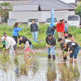 合同食育活動の田植えと芋苗植え