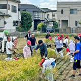 稲刈り体験で学ぶ実りの秋
